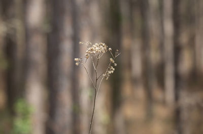 Close-up of wilted plant on field