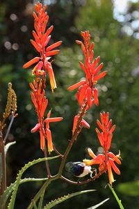 Close-up of red flowering plant