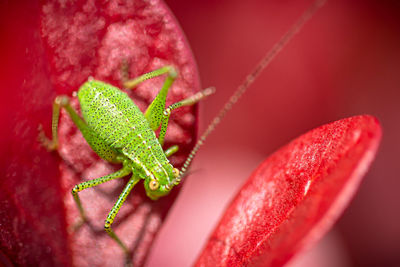 Close-up of insect on leaf