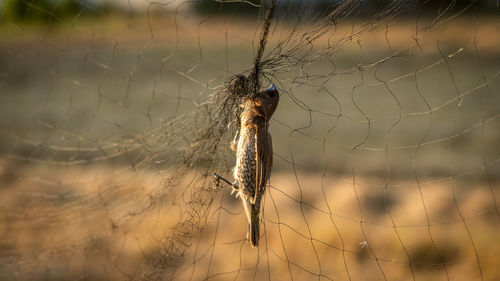 Close-up of spider on web