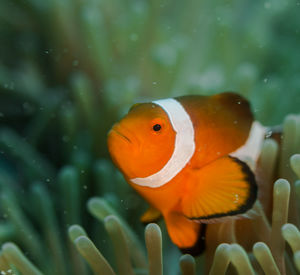 Close-up of orange fish swimming in sea