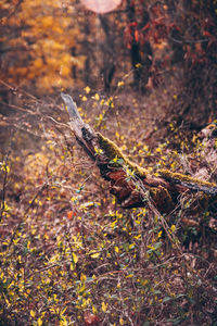 Plants growing on field in forest