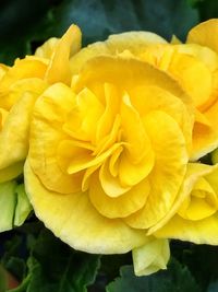 Close-up of yellow flowers blooming outdoors
