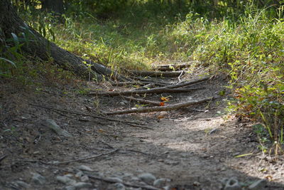 Grass in forest