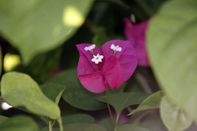 Close-up of pink flower