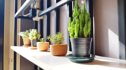 Indoor cactus pots on shelf with sunlight