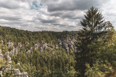 Pine trees in forest against sky