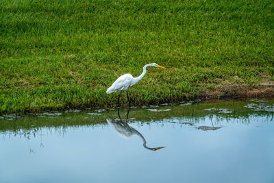 Bird on a lake