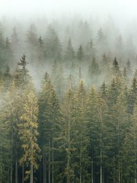 High angle view of trees in forest during foggy weather