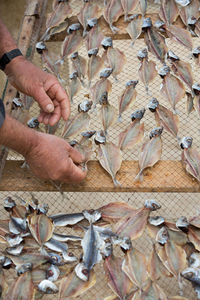 High angle view of man holding fish in autumn leaves