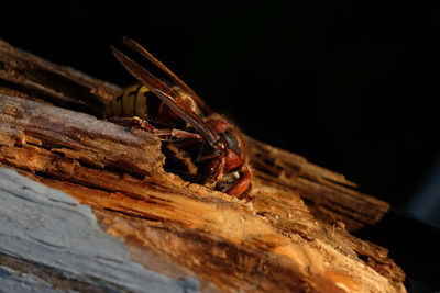 Close-up of bee on wood