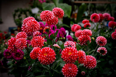 Close-up of red flower