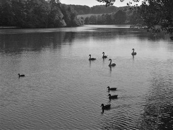 4 swans and 3 ducks appear to follow one single duck in v formation on a lazy river, black and white