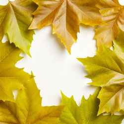 Full frame shot of yellow leaves during autumn