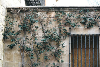 Ivy growing on abandoned house