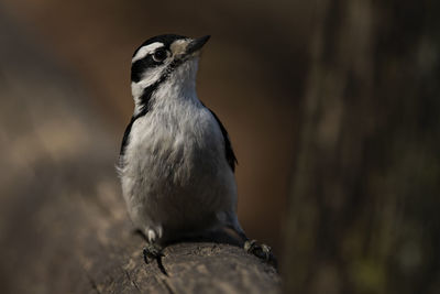 A downy woodpecker perched on a fence. picoides pubescens