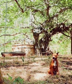 Portrait of dog sitting on tree