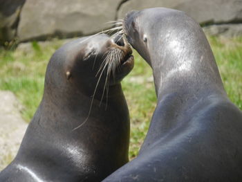 Close-up of sea lion