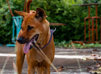 View of a dog looking away