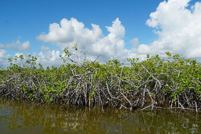 Plants growing on land against sky