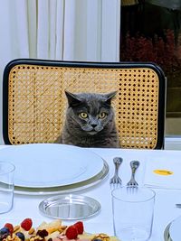 Portrait of cat sitting on table