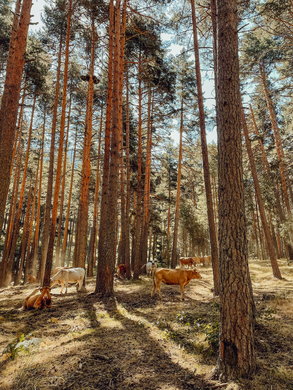 VIEW OF AN ANIMAL ON LAND