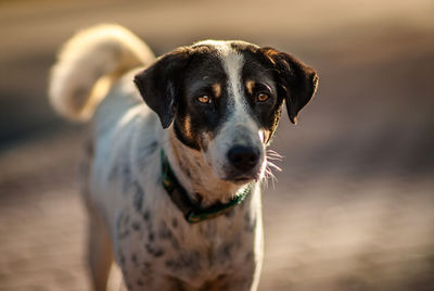 Close-up portrait of dog looking at camera