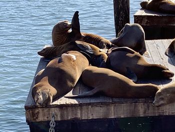 View of an animal lying on lake