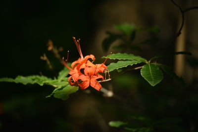 Close-up of red flowering plant