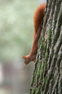 Squirrel climbing head down on a tree