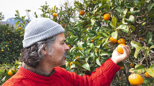 Farmer man harvesting oranges in an orange grove person