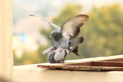 Pigeons mating on railing