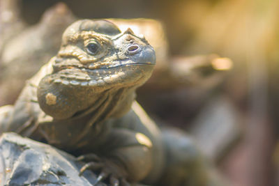 Close-up of a lizard