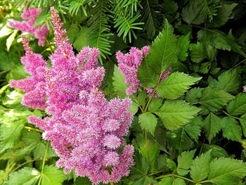 Close-up of pink flowers