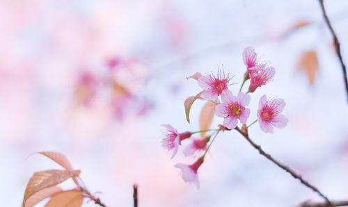 Close-up of pink flowers blooming on tree