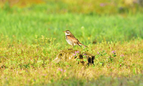 Bird perching on a field