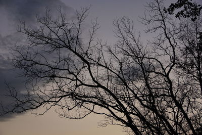 Low angle view of silhouette bare tree against sky