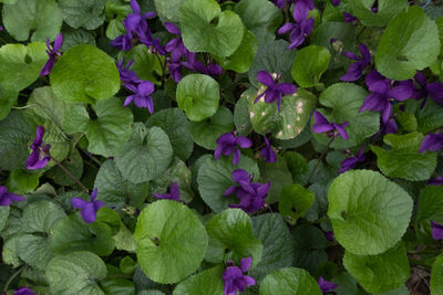 High angle view of purple flowering plants