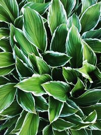 Full frame shot of green leaves