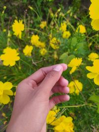 Hand and yellow flowers
