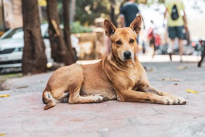 Portrait of dog