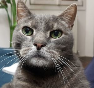Close-up portrait of a cat