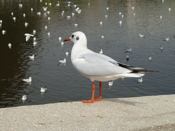 Seagulls perching on a lake