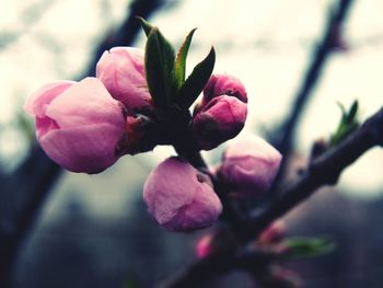 Close-up of pink flowers on tree