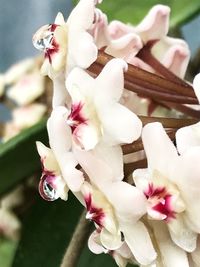 Close-up of white flowers