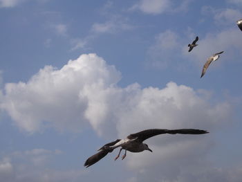 Low angle view of seagulls flying in sky