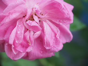 Close-up of wet pink flower
