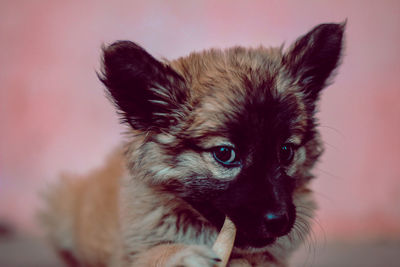 Close-up portrait of a cat