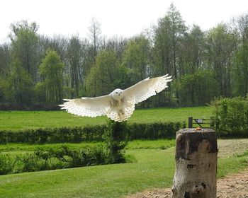 White bird flying over a field