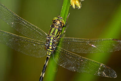 Close-up of dragonfly on leaf